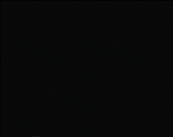 Loader Animation